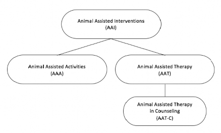 flowchart starting with animal assisted interventions followed by animal assisted activities next to animal assisted therapy and under that animal assisted therapy in counseling.